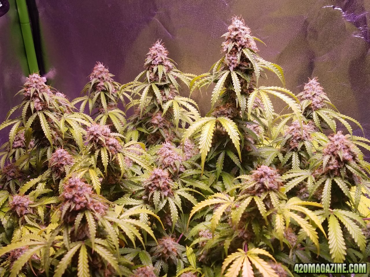 052418 Jack Herer Auto Day 98 Day 49 With Hairs 3.jpg