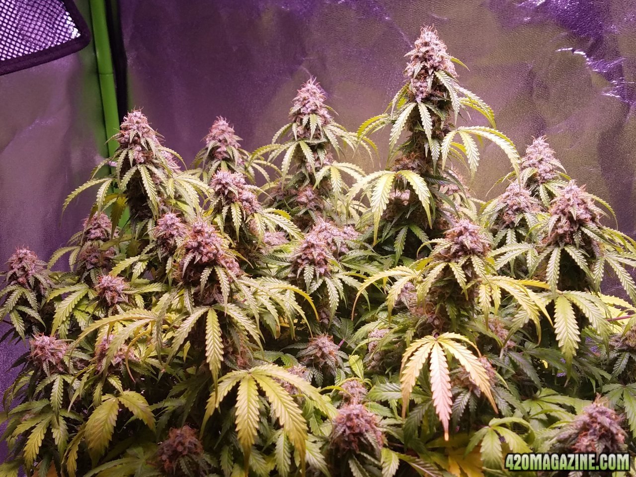 052418 Jack Herer Auto Day 98 Day 49 With Hairs 4.jpg