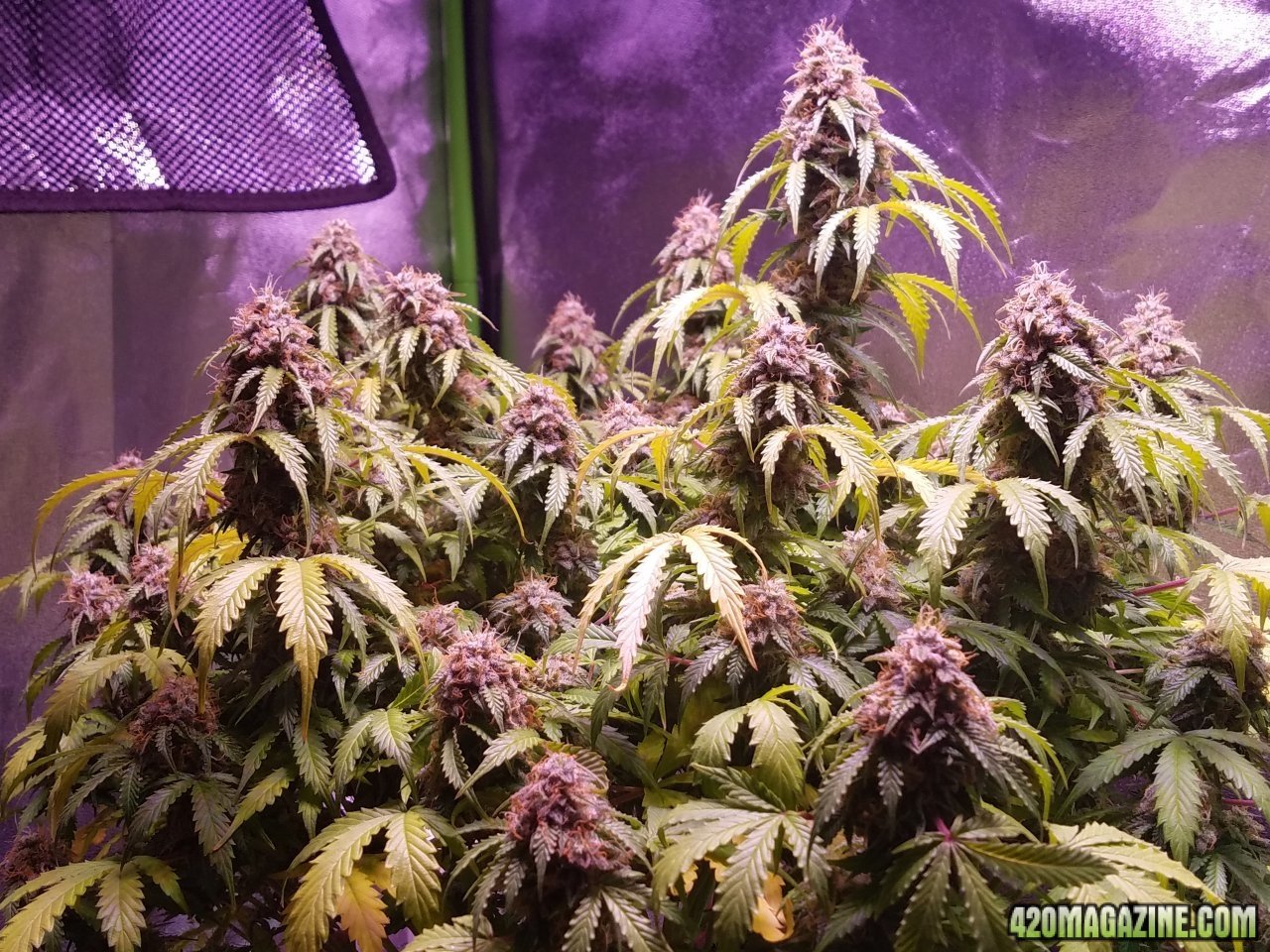 052418 Jack Herer Auto Day 98 Day 49 With Hairs 5.jpg