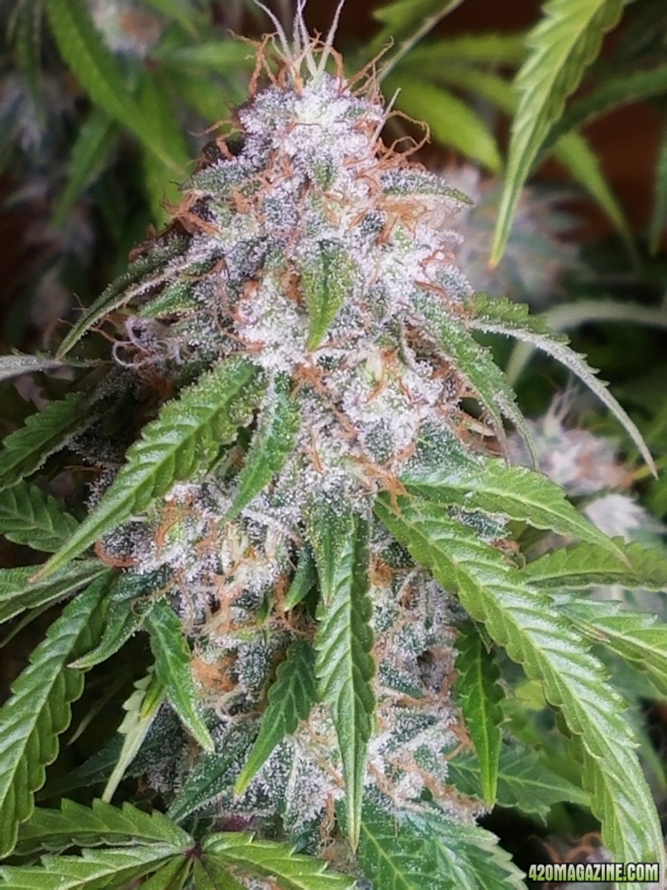 052418 Jack Herer Auto Day 98 Day 49 With Hairs 7.jpg