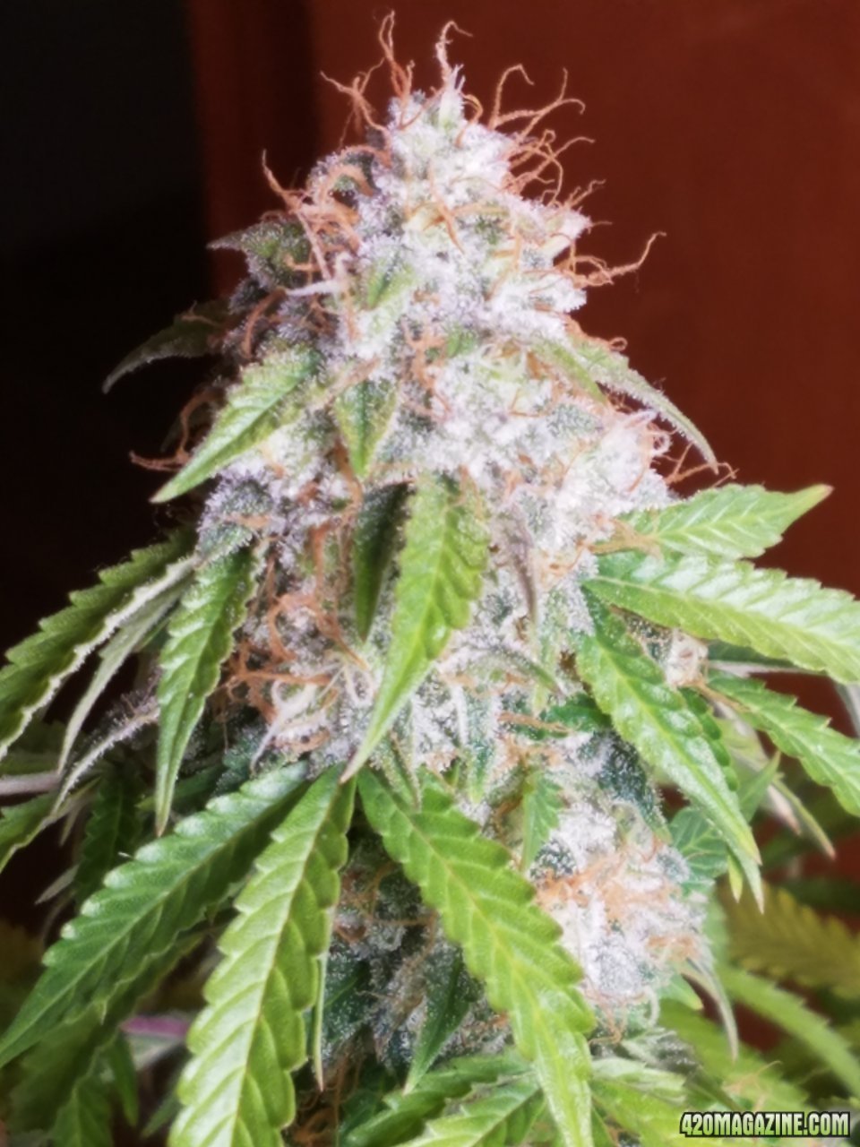 052418 Jack Herer Auto Day 98 Day 49 With Hairs 8.jpg