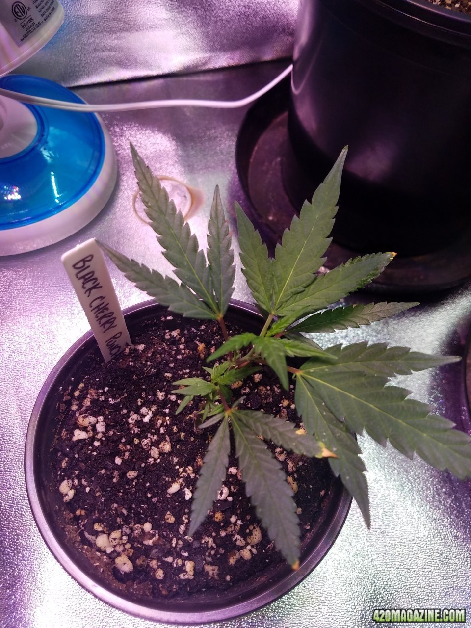 052518 Black Cherry Punch Clone Day 15 1.jpg