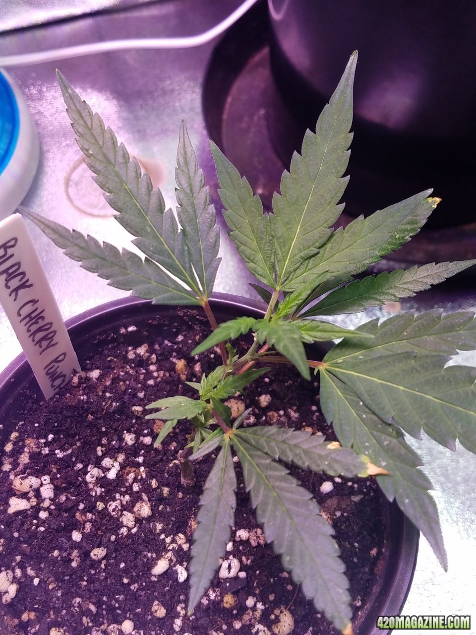 052518 Black Cherry Punch Clone Day 15 2.jpg