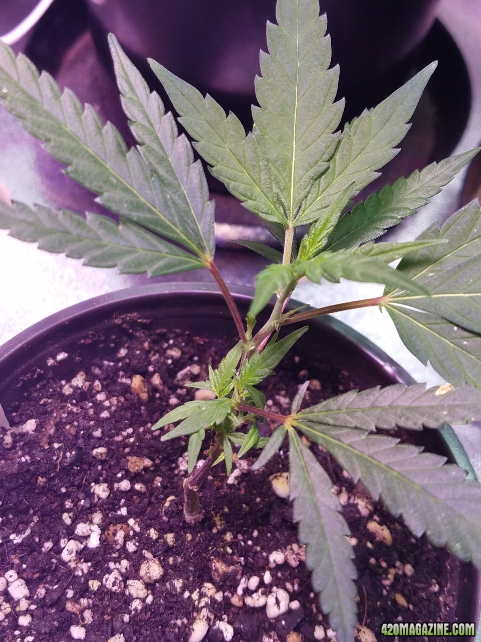 052518 Black Cherry Punch Clone Day 15 3.jpg