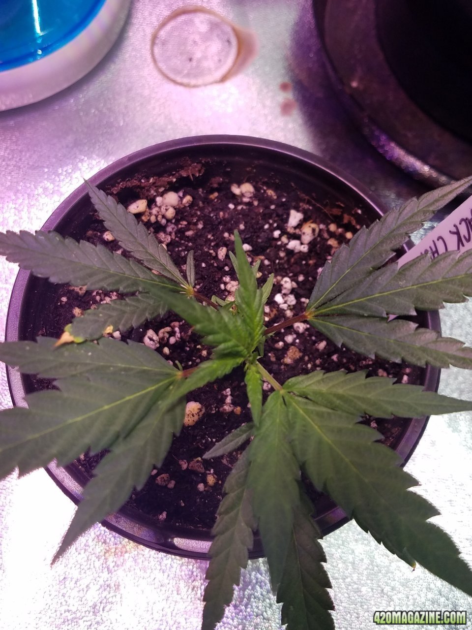 052518 Black Cherry Punch Clone Day 15 4.jpg