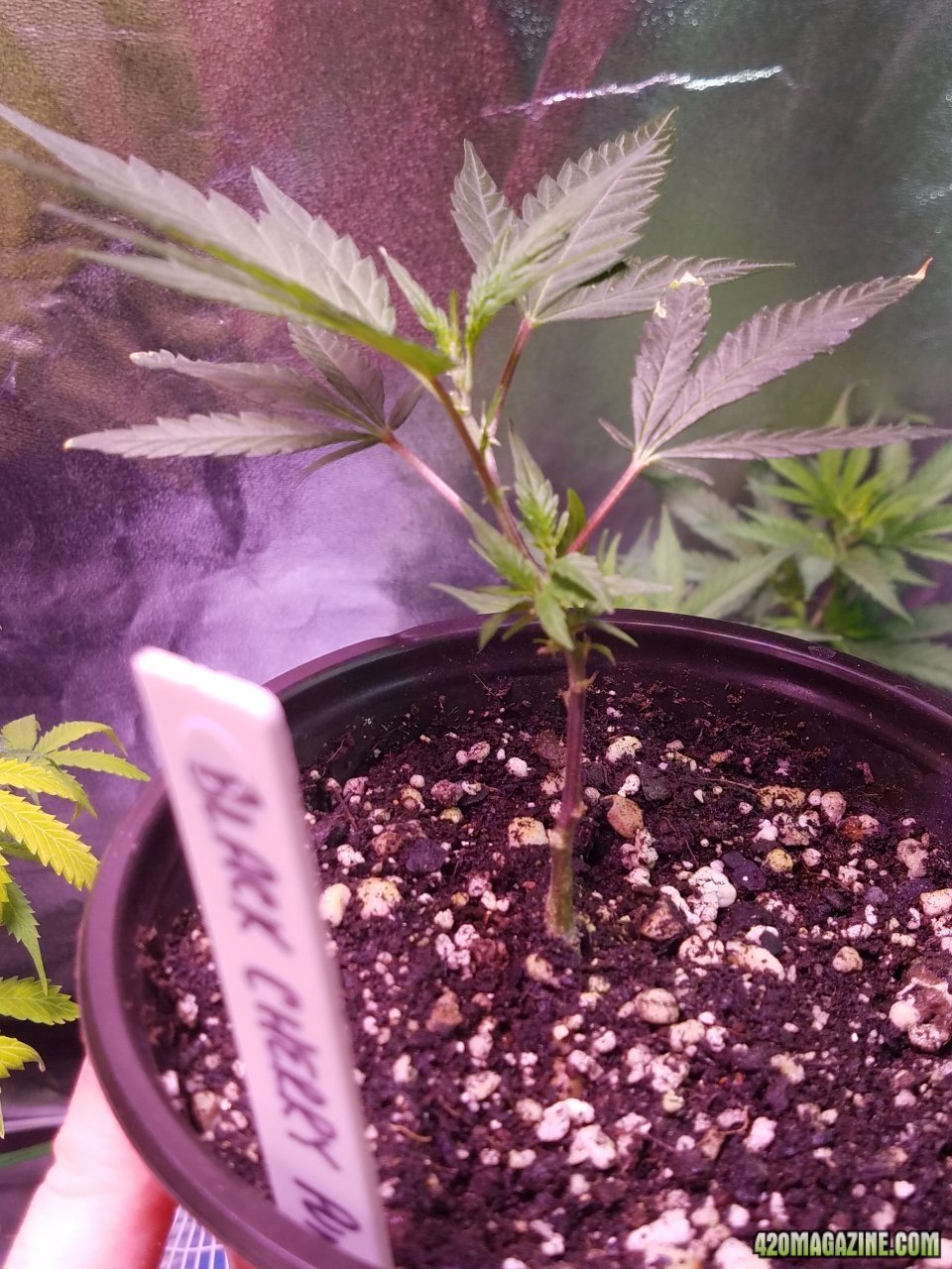 052518 Black Cherry Punch Clone Day 15 5.jpg