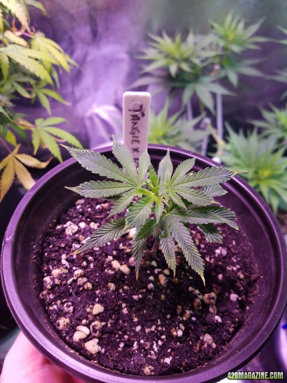 052518 Tangie x Ghost Train Haze Clone Day 15 1.jpg