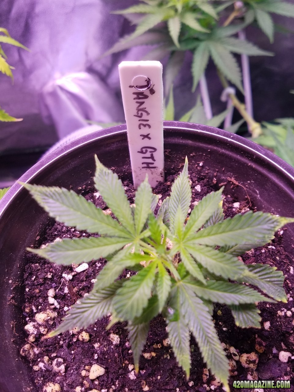 052518 Tangie x Ghost Train Haze Clone Day 15 2.jpg