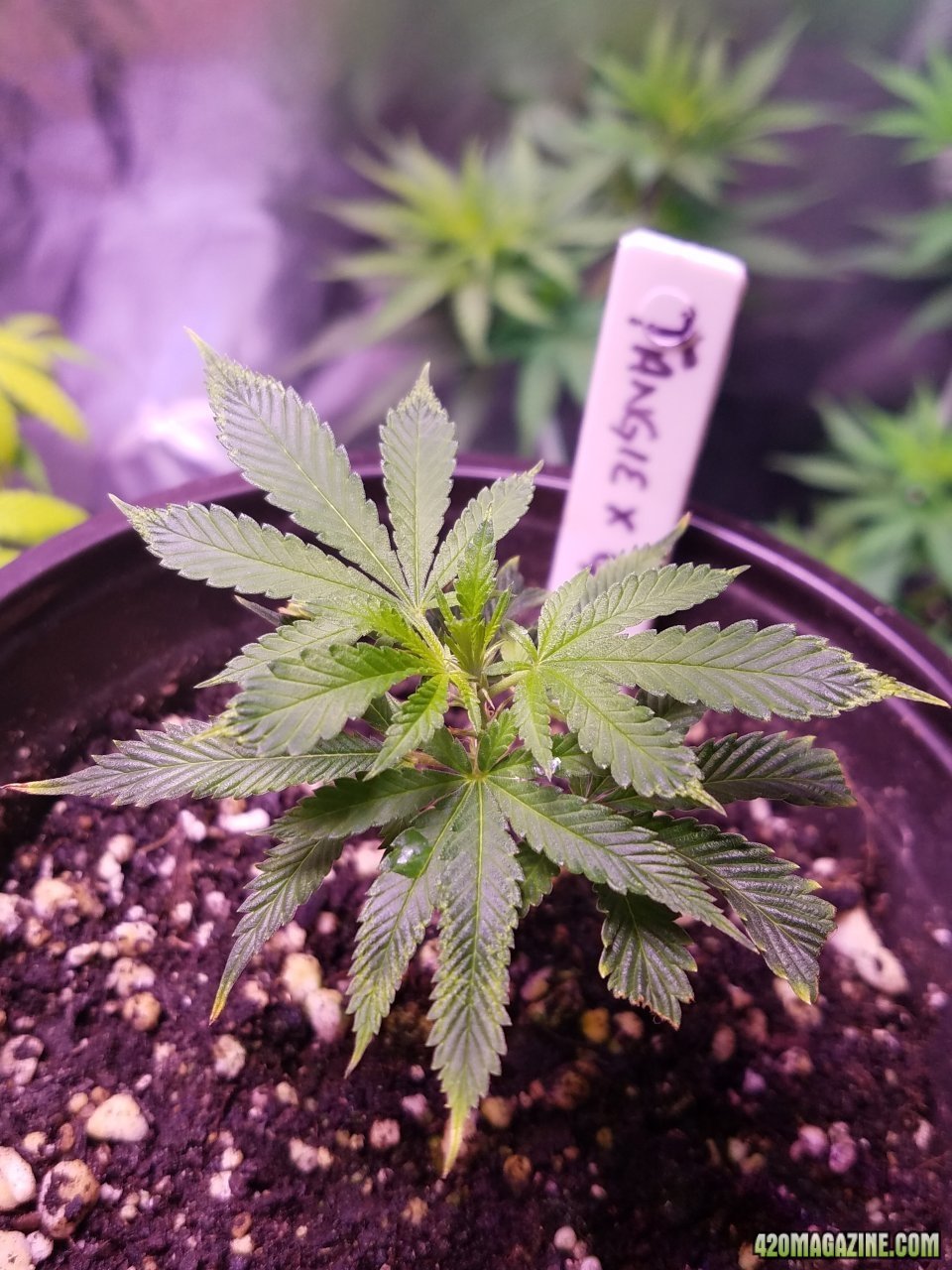 052518 Tangie x Ghost Train Haze Clone Day 15 4.jpg