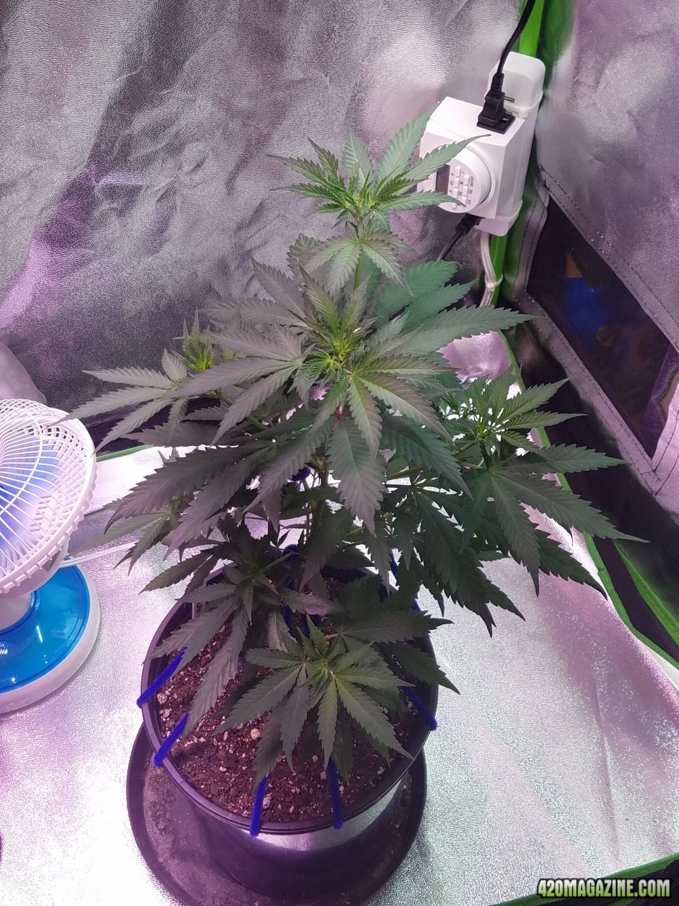 052618 Blue Dream Clone 1.1 Day 46 Day 38 With Roots 1.jpg