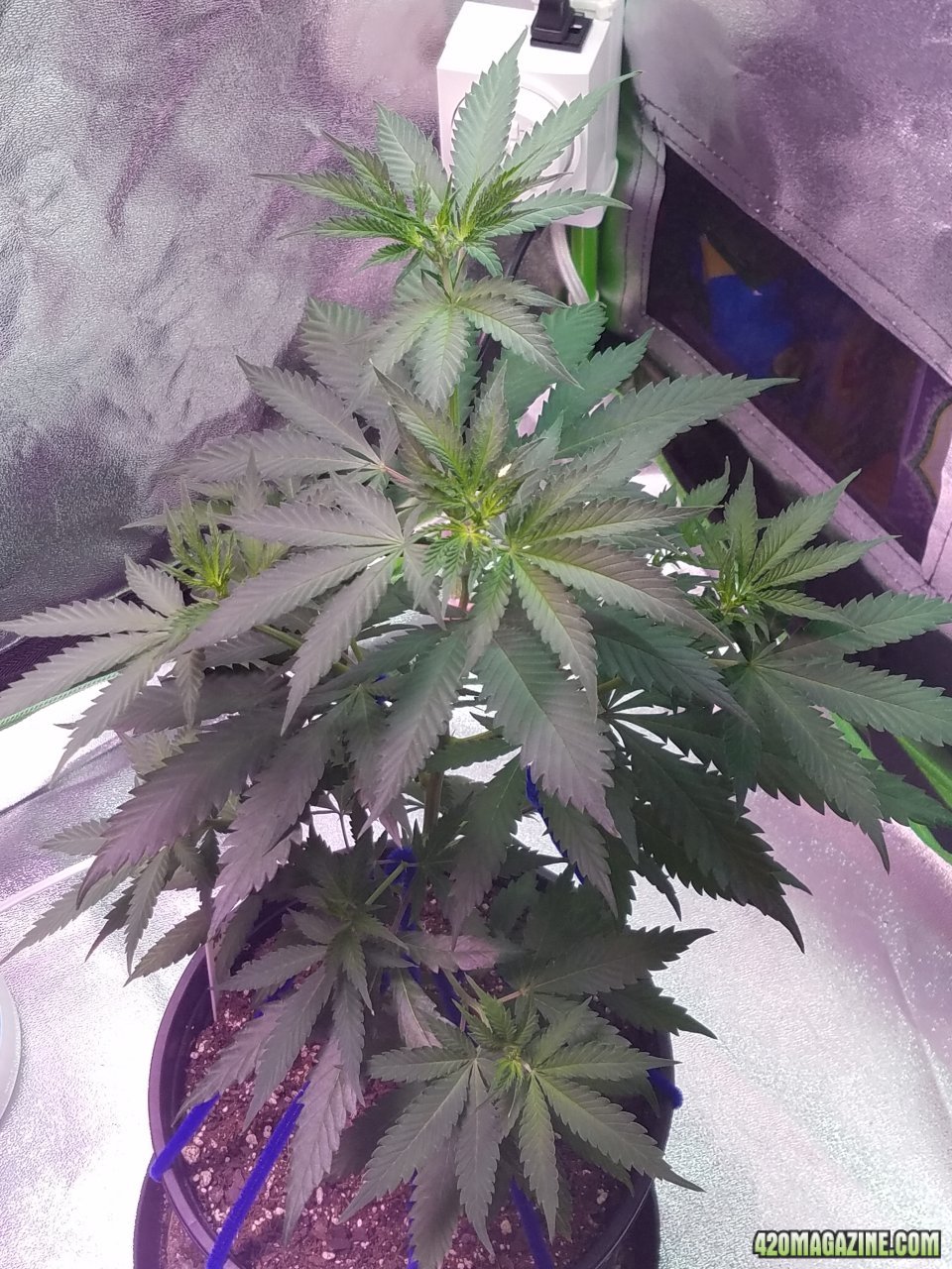 052618 Blue Dream Clone 1.1 Day 46 Day 38 With Roots 2.jpg