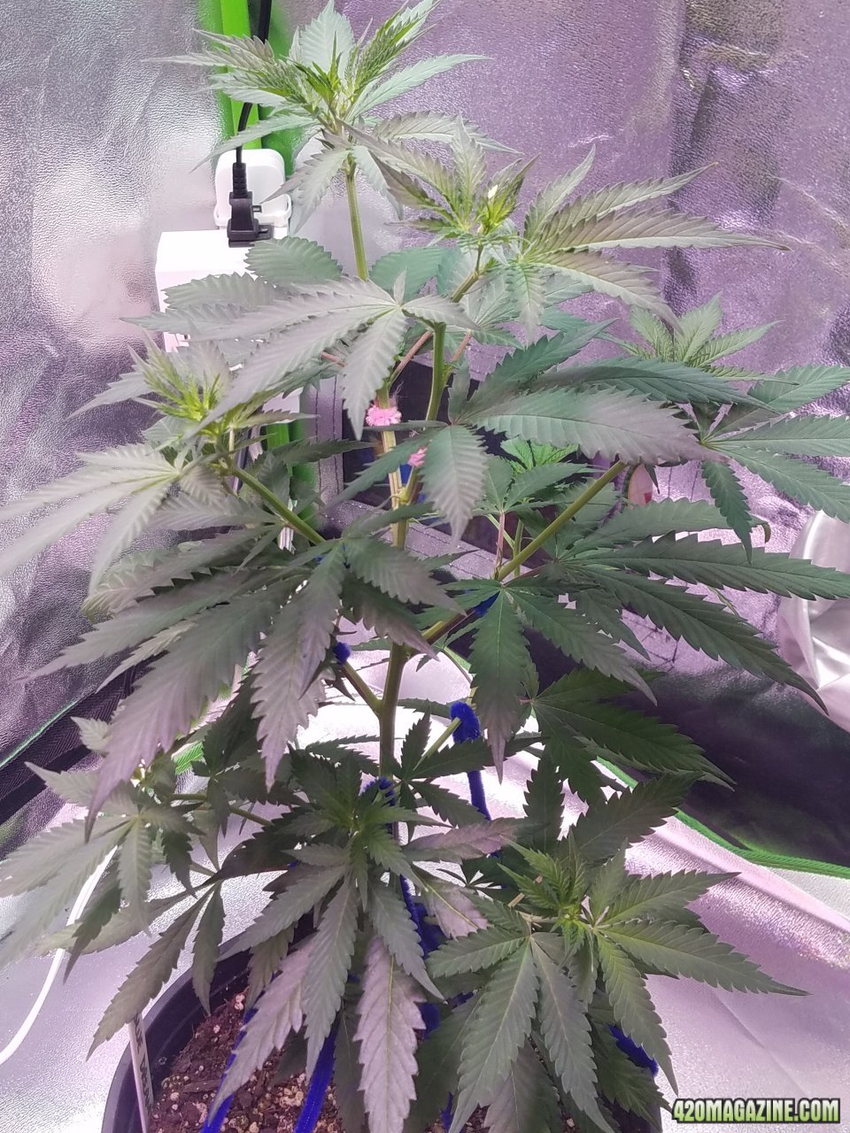 052618 Blue Dream Clone 1.1 Day 46 Day 38 With Roots 3.jpg