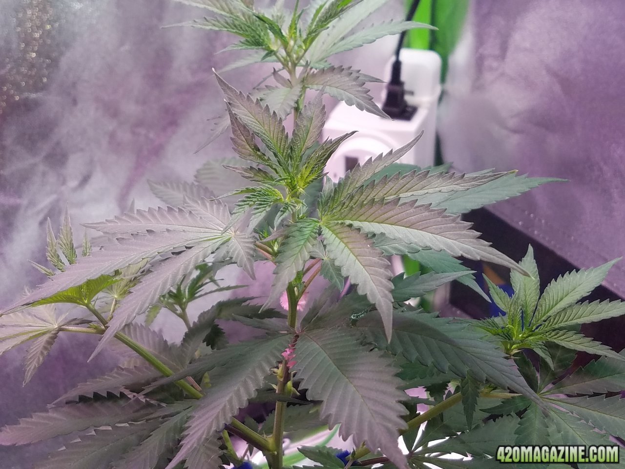 052618 Blue Dream Clone 1.1 Day 46 Day 38 With Roots 4.jpg