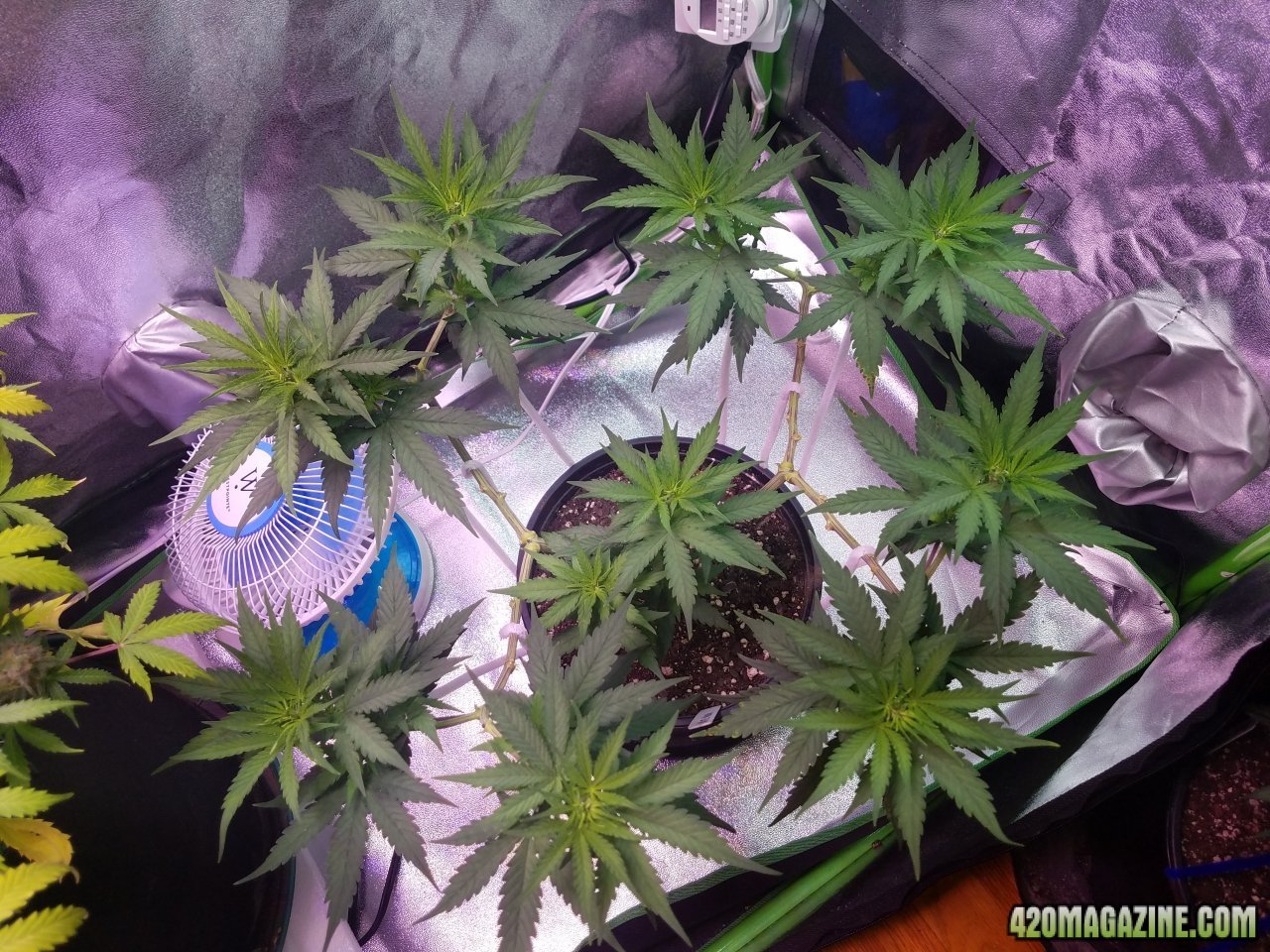 052618 White Widow Veg Day 56 1.jpg