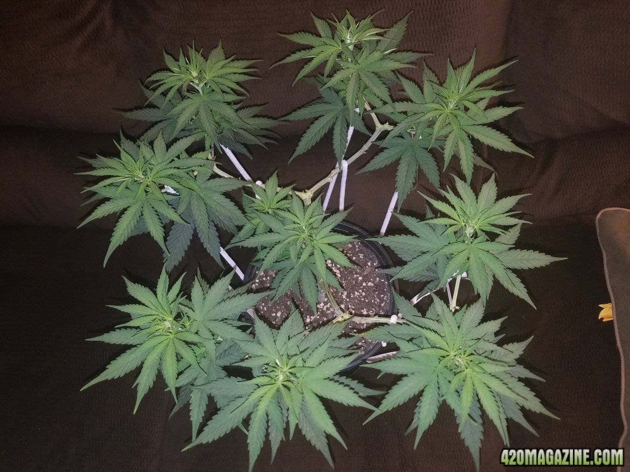 052618 White Widow Veg Day 56 1.jpg