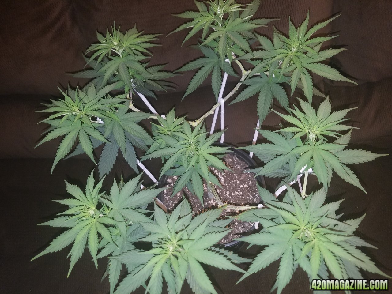 052618 White Widow Veg Day 56 2.jpg