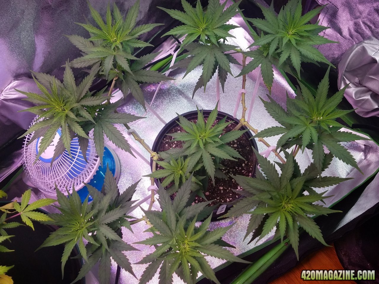 052618 White Widow Veg Day 56 3.jpg