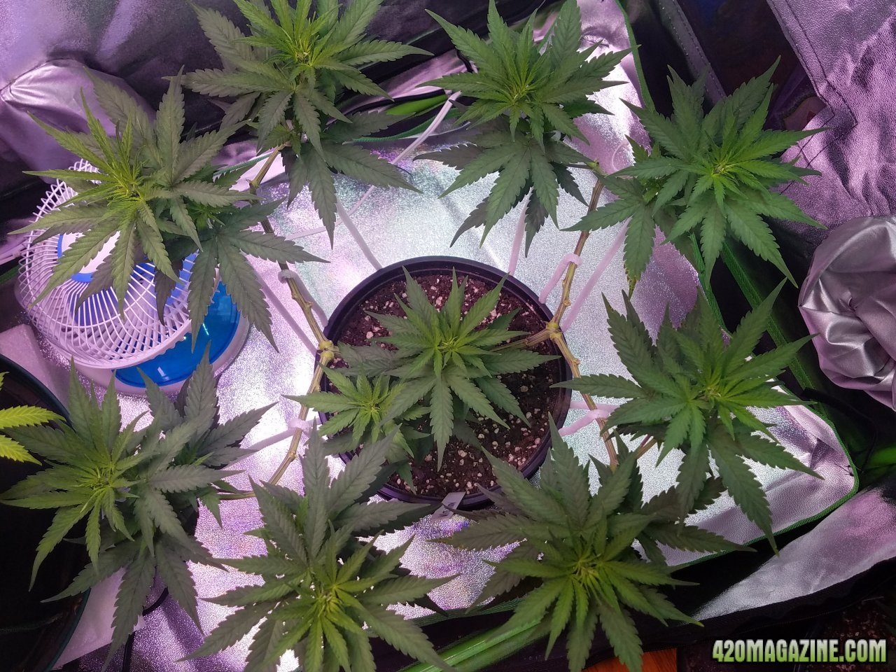 052618 White Widow Veg Day 56 4.jpg