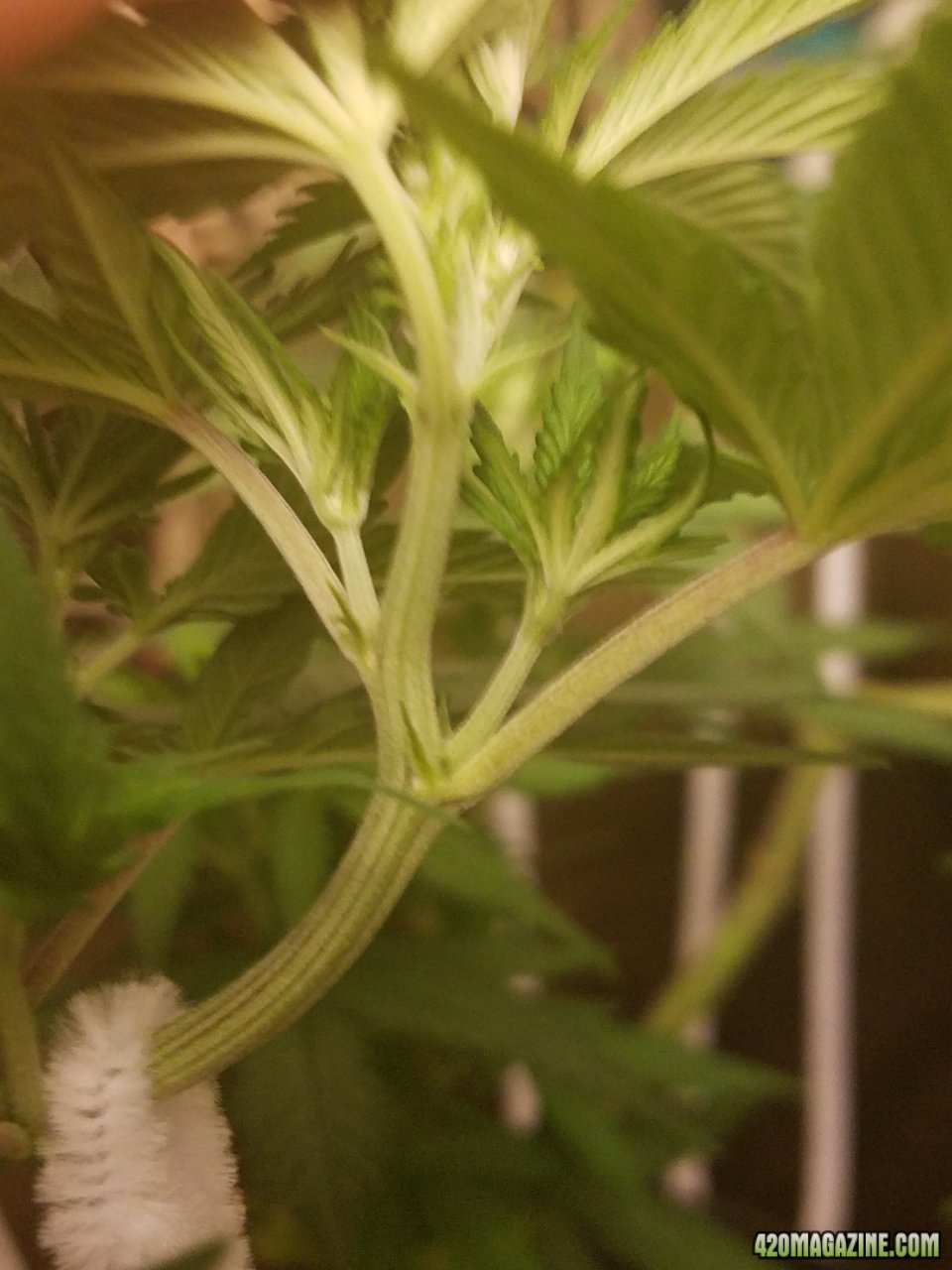 052618 White Widow Veg Day 56 5.jpg