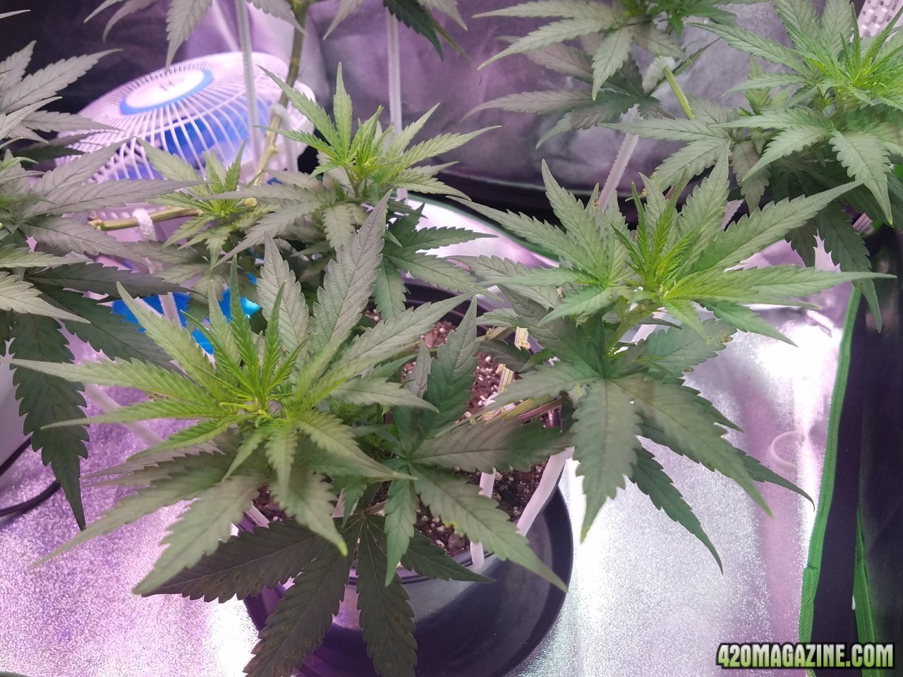 052618 White Widow Veg Day 56 8.jpg