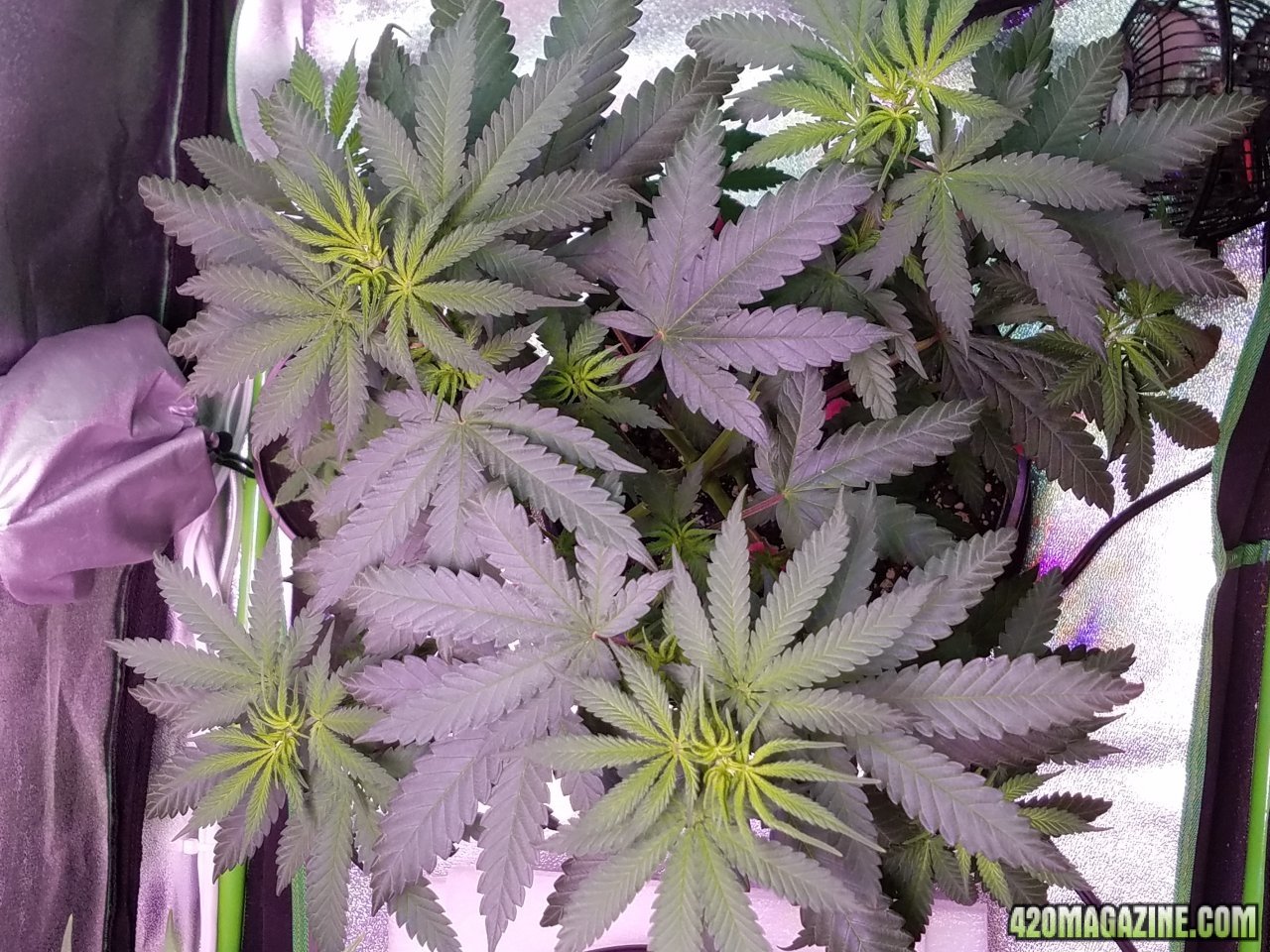 052918 Hindu Kush Veg Day 36 4.jpg