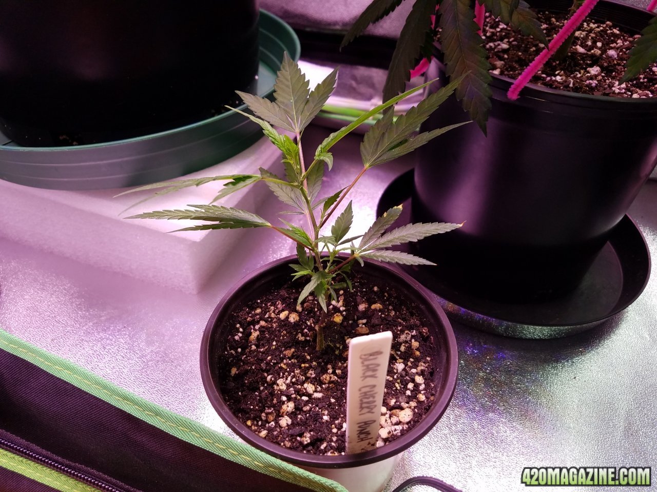 053118 Black Cherry Punch Clone Day 21 1.jpg