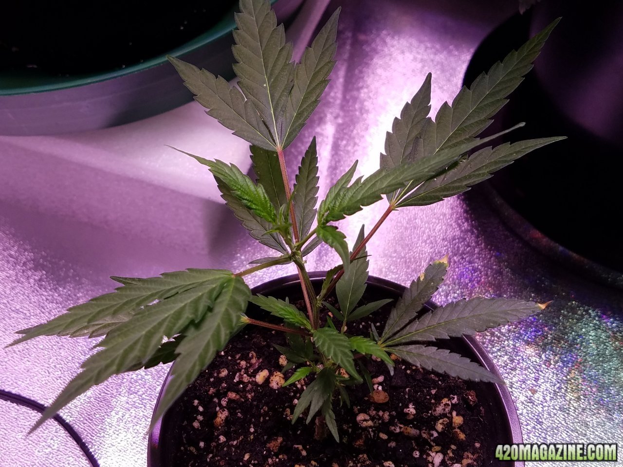 053118 Black Cherry Punch Clone Day 21 2.jpg