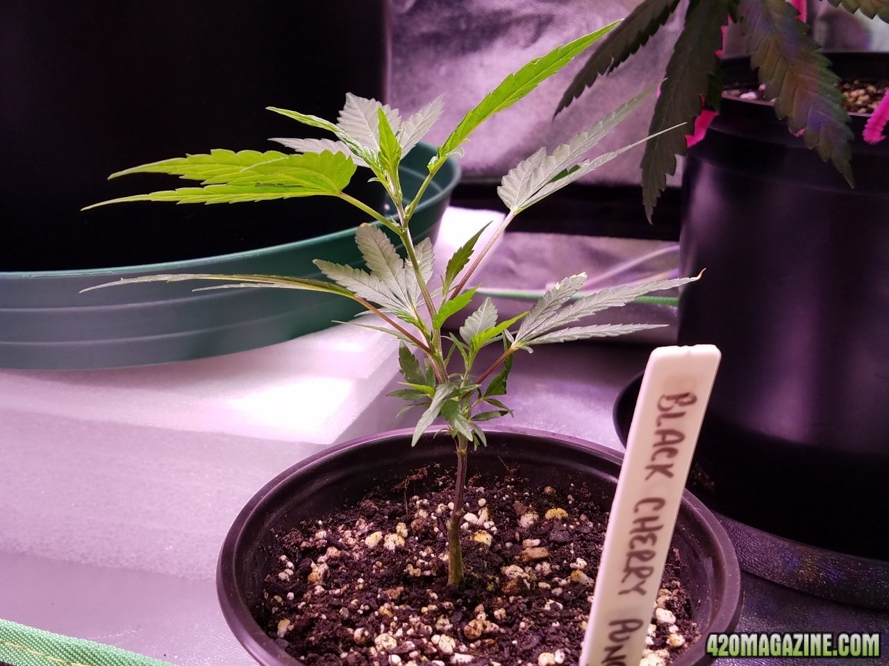 053118 Black Cherry Punch Clone Day 21 3.jpg