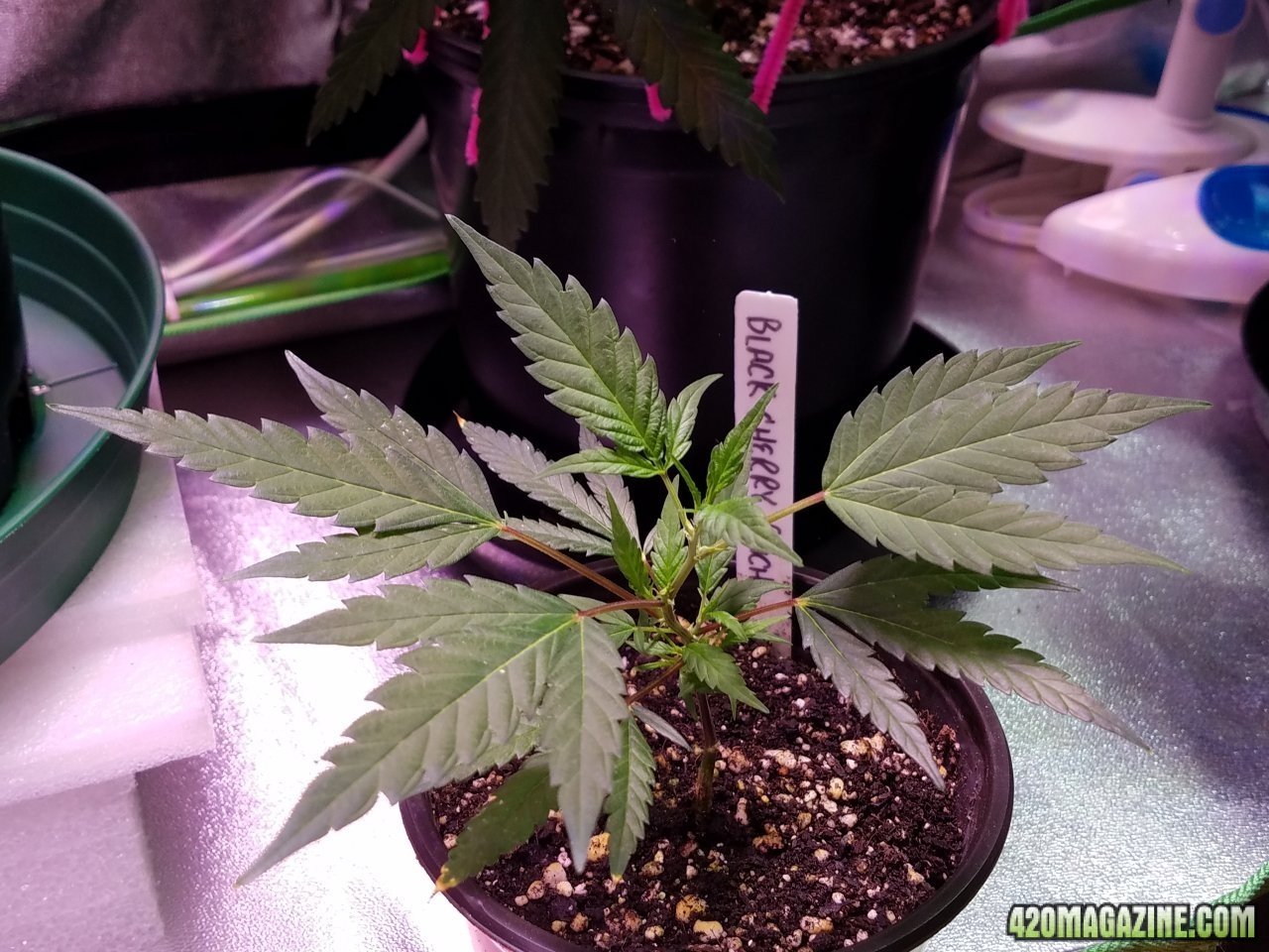 053118 Black Cherry Punch Clone Day 21 4.jpg