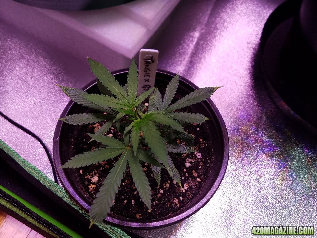 053118 Tangie x Ghost Train Haze Clone Day 21 1.jpg