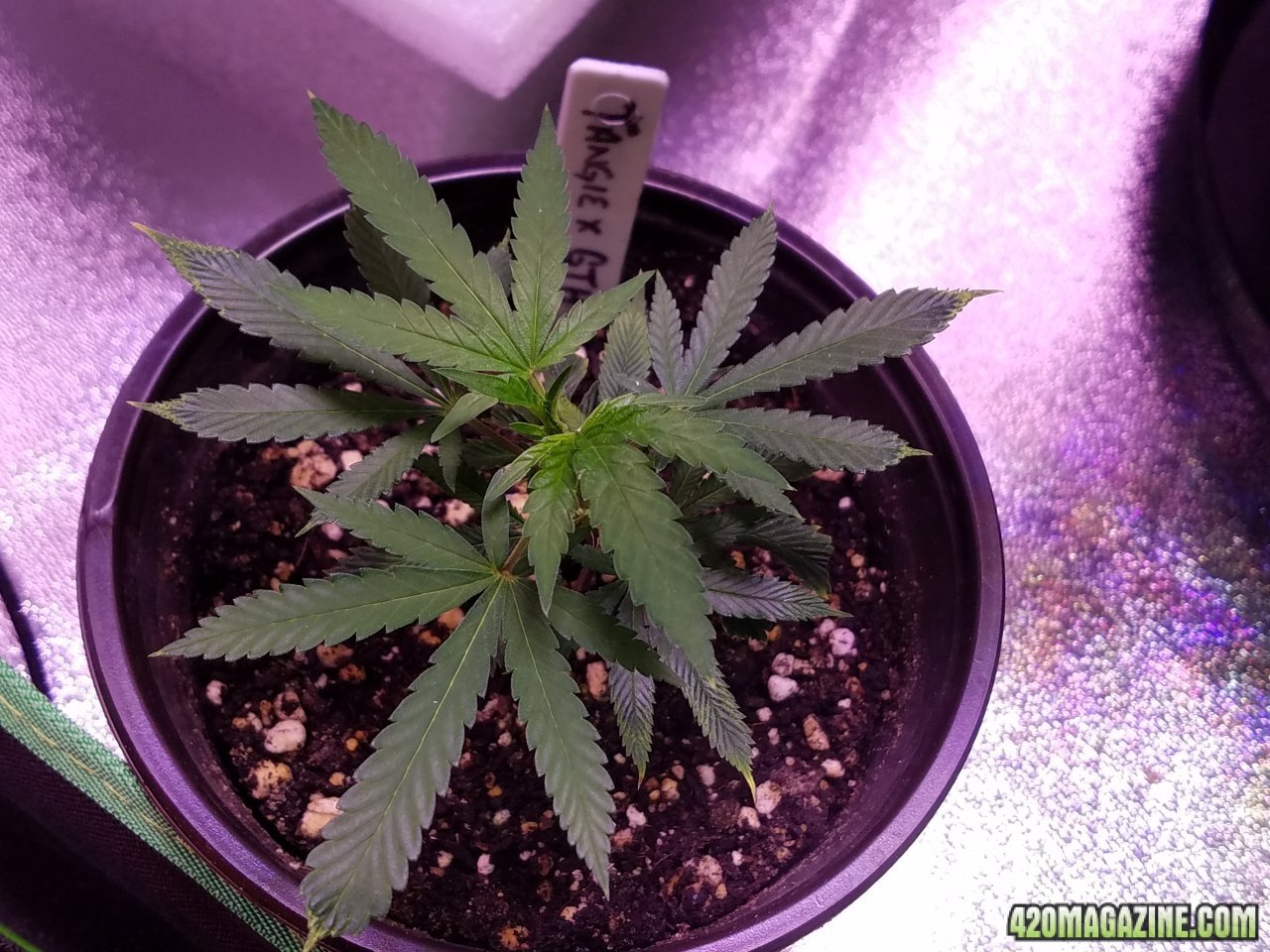 053118 Tangie x Ghost Train Haze Clone Day 21 2.jpg