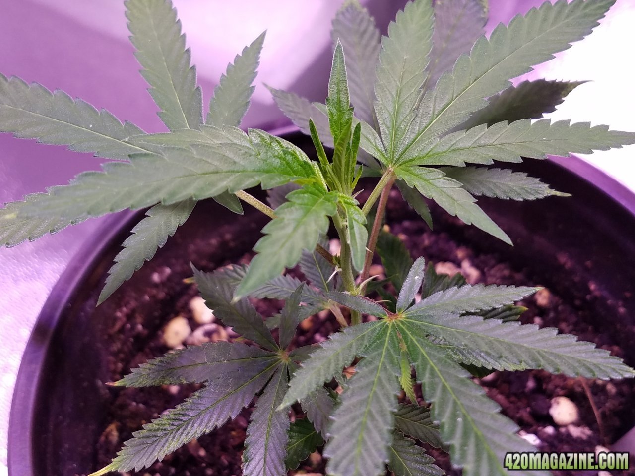 053118 Tangie x Ghost Train Haze Clone Day 21 4.jpg