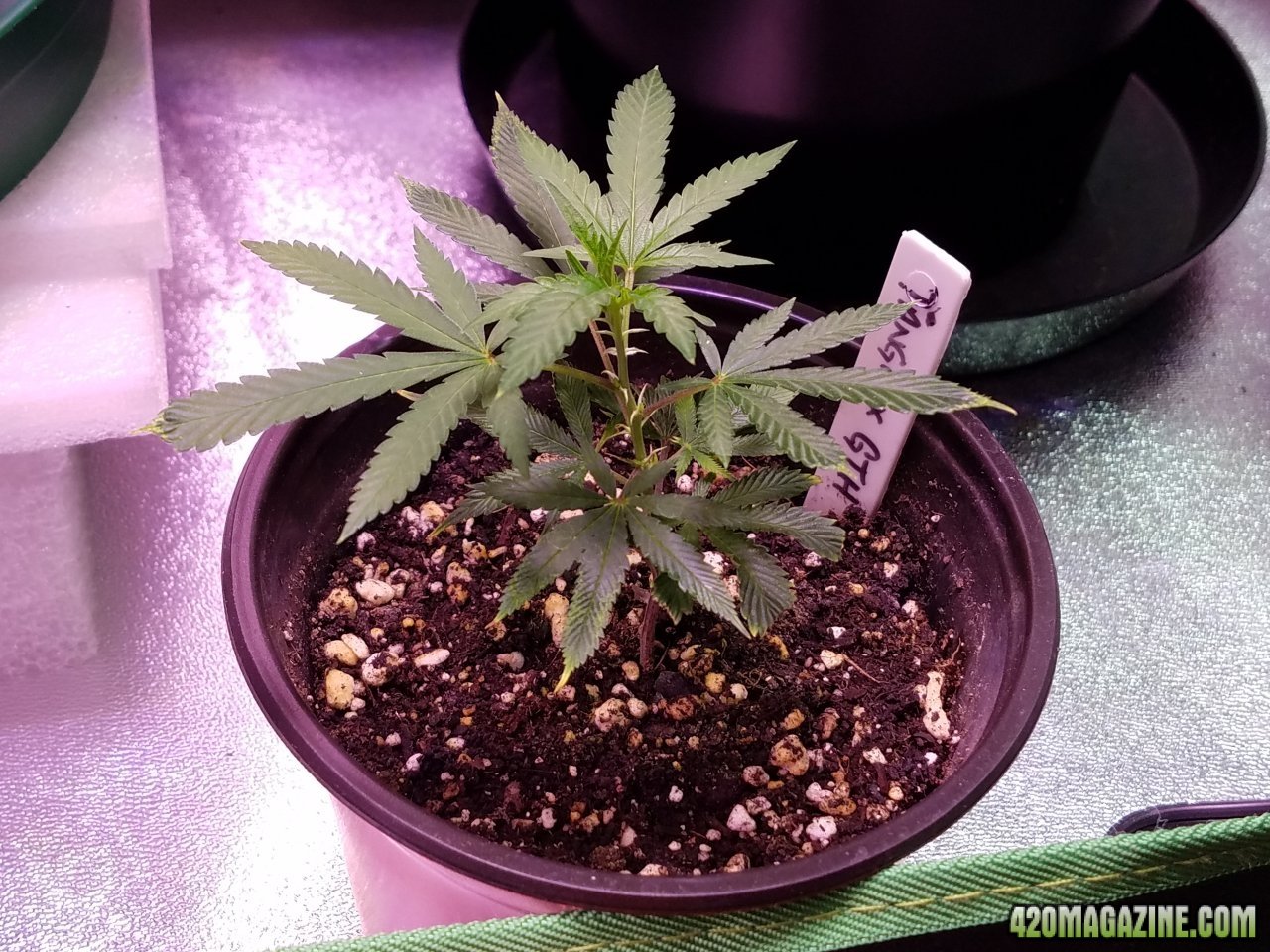 053118 Tangie x Ghost Train Haze Clone Day 21 5.jpg