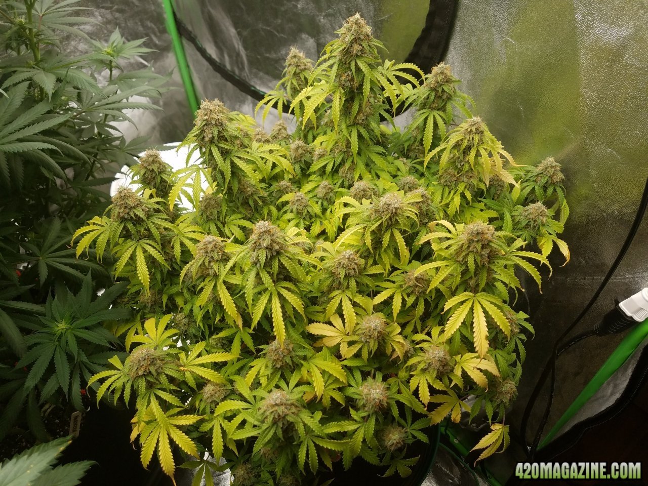 060118 Jack Herer Auto Day 105 Day 57 With Hairs 1.jpg