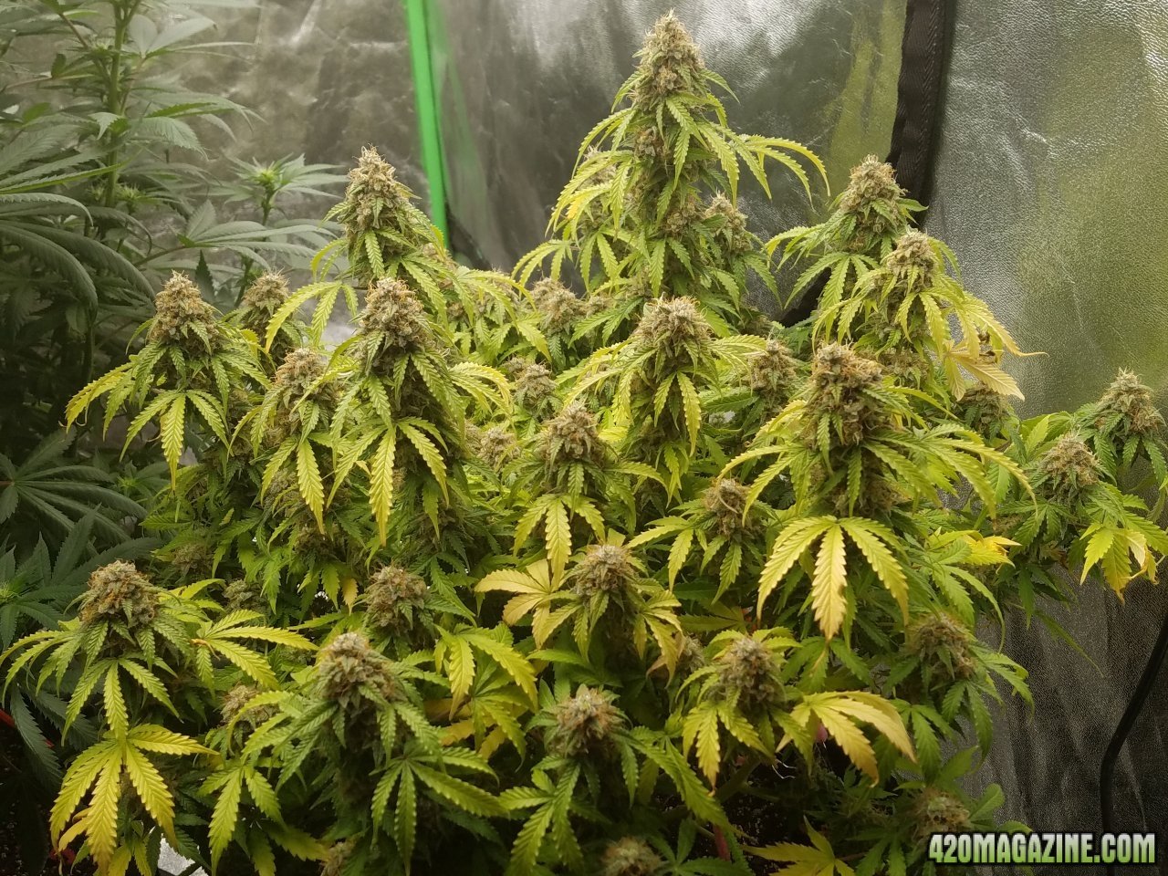 060118 Jack Herer Auto Day 105 Day 57 With Hairs 3.jpg