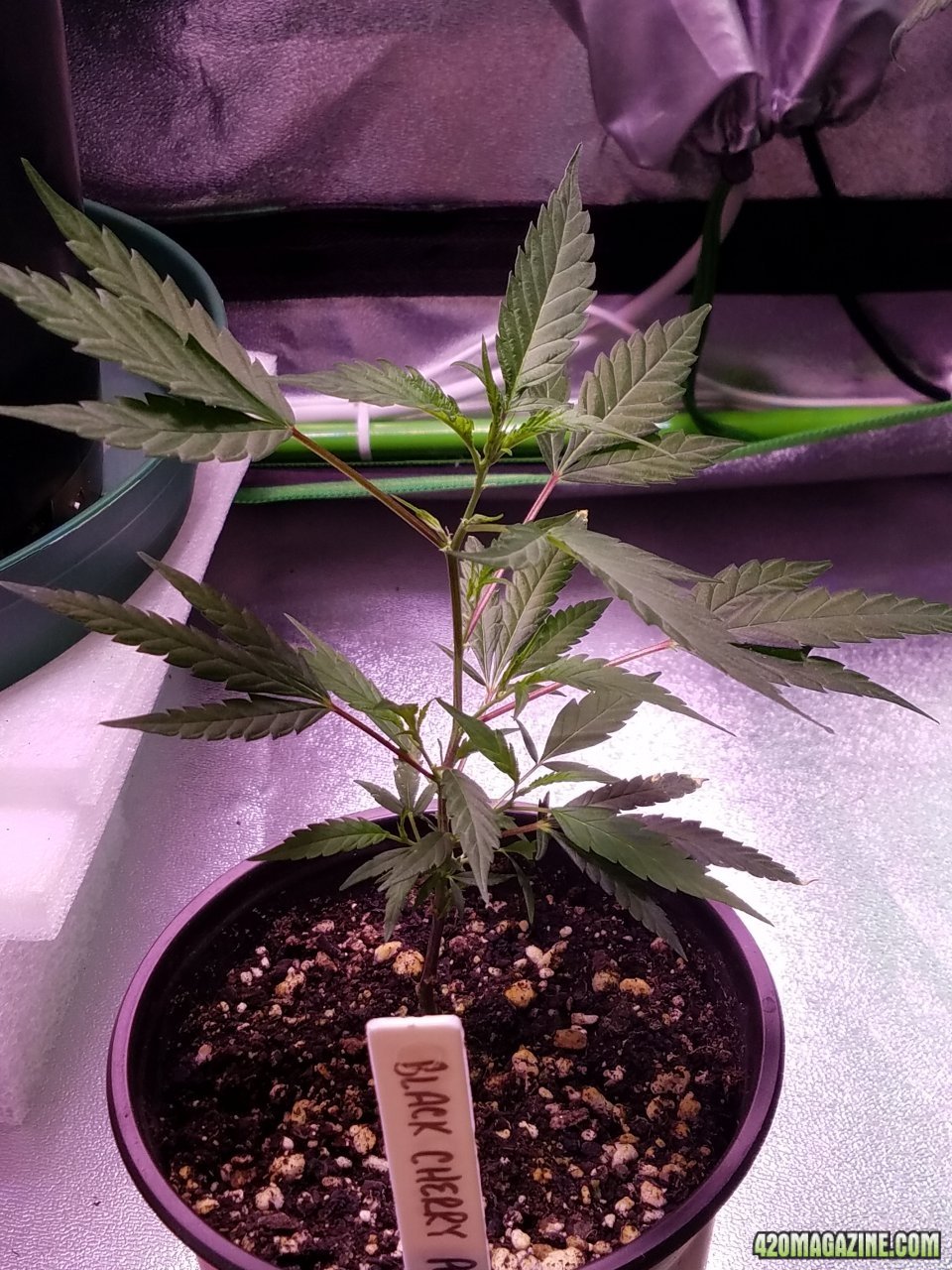 060418 Black Cherry Punch Clone Day 25 1.jpg