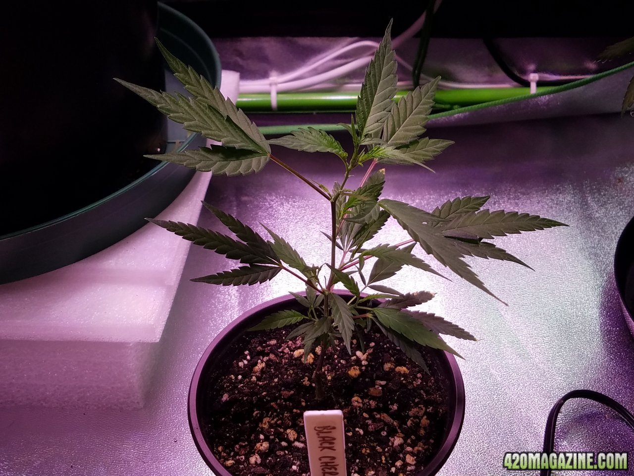 060418 Black Cherry Punch Clone Day 25 2.jpg