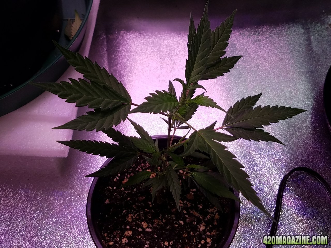 060418 Black Cherry Punch Clone Day 25 3.jpg