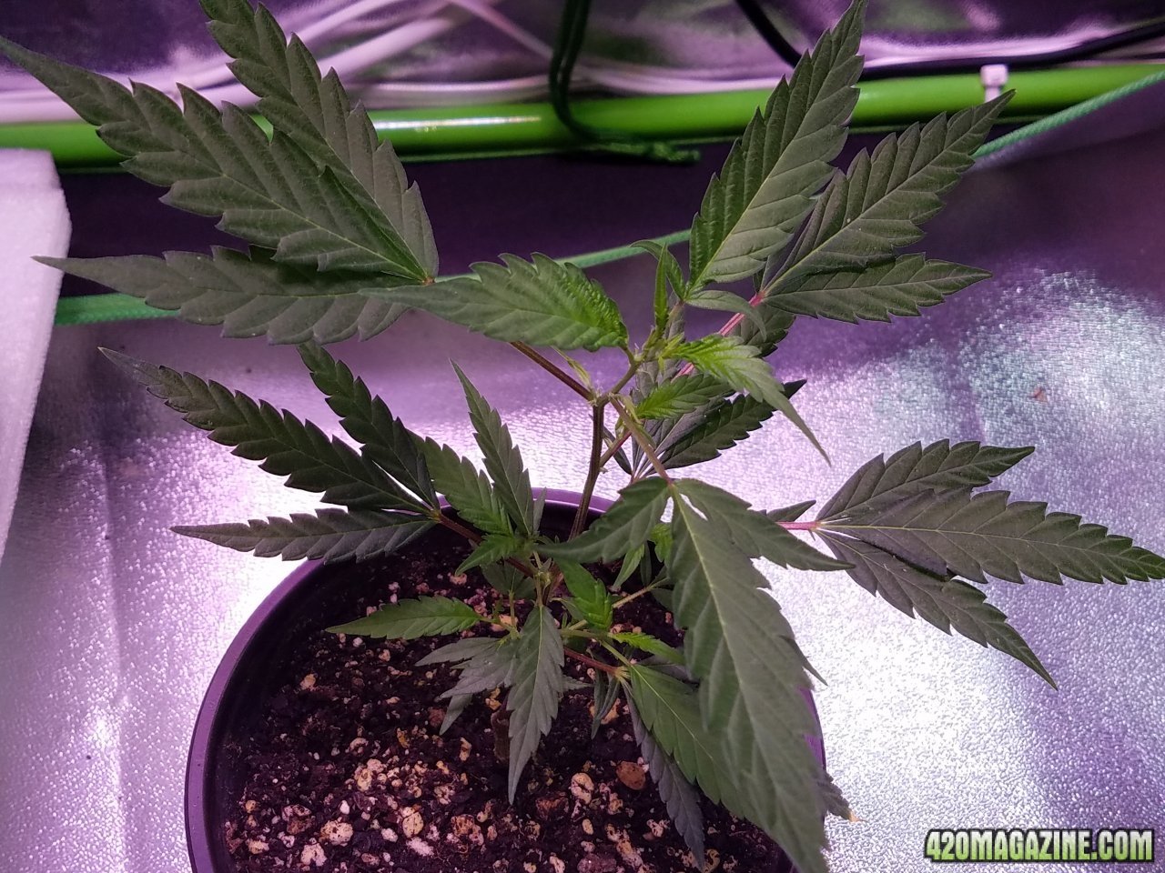 060418 Black Cherry Punch Clone Day 25 4.jpg