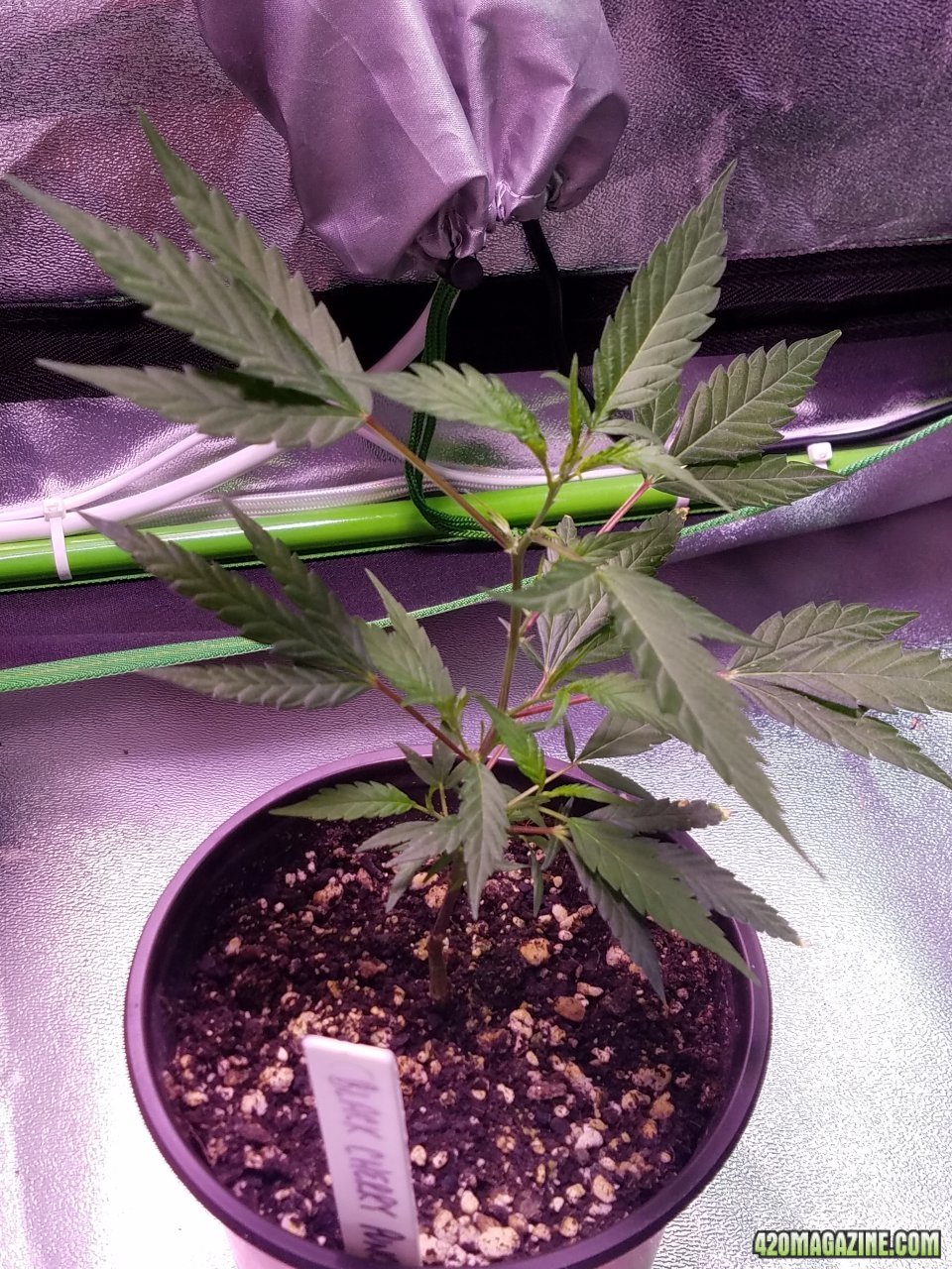 060418 Black Cherry Punch Clone Day 25 5.jpg