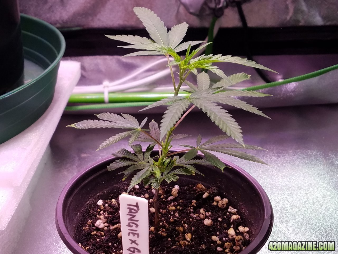 060418 Tangie x Ghost Train Haze Clone Day 25 1.jpg