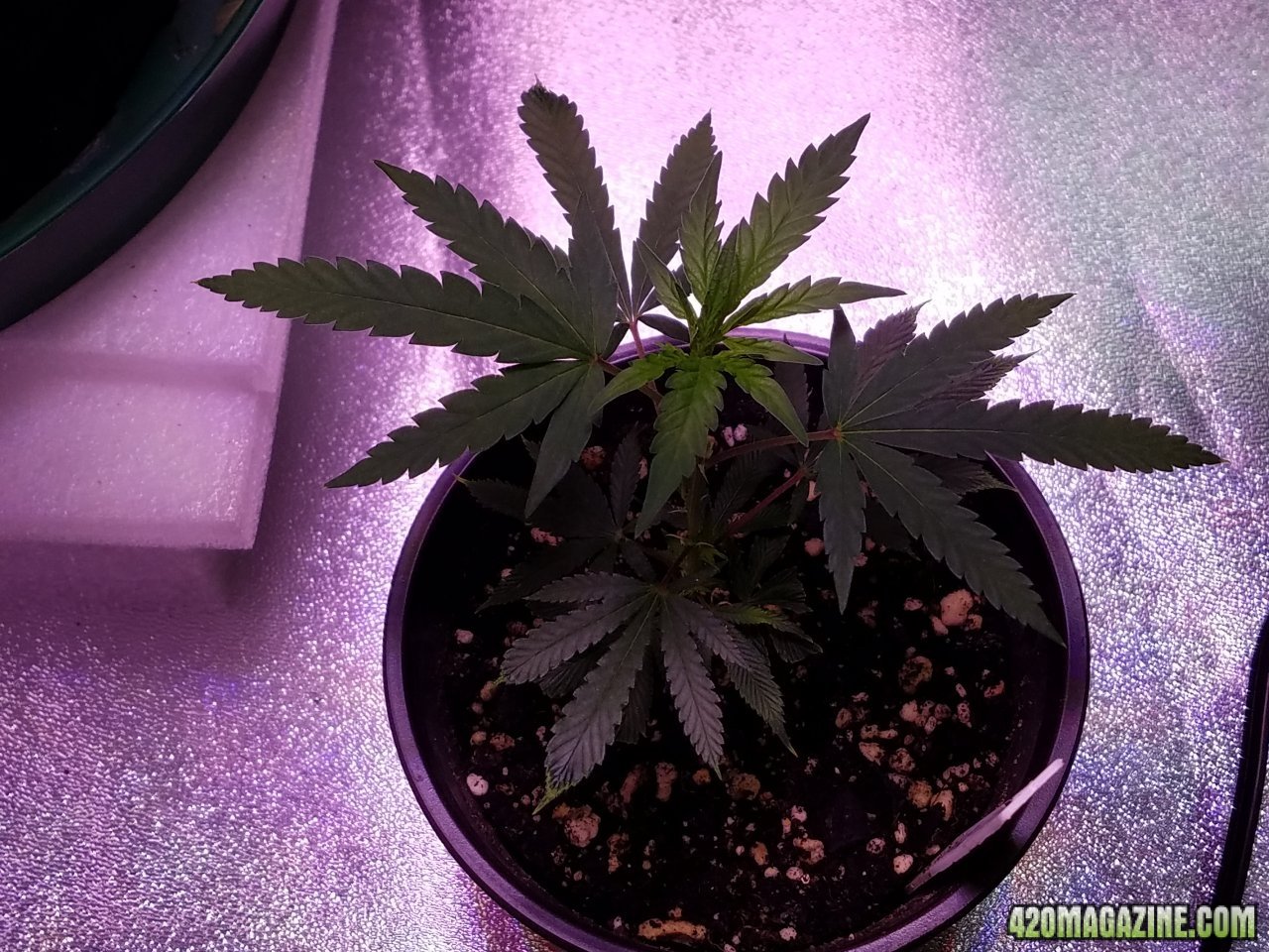 060418 Tangie x Ghost Train Haze Clone Day 25 2.jpg