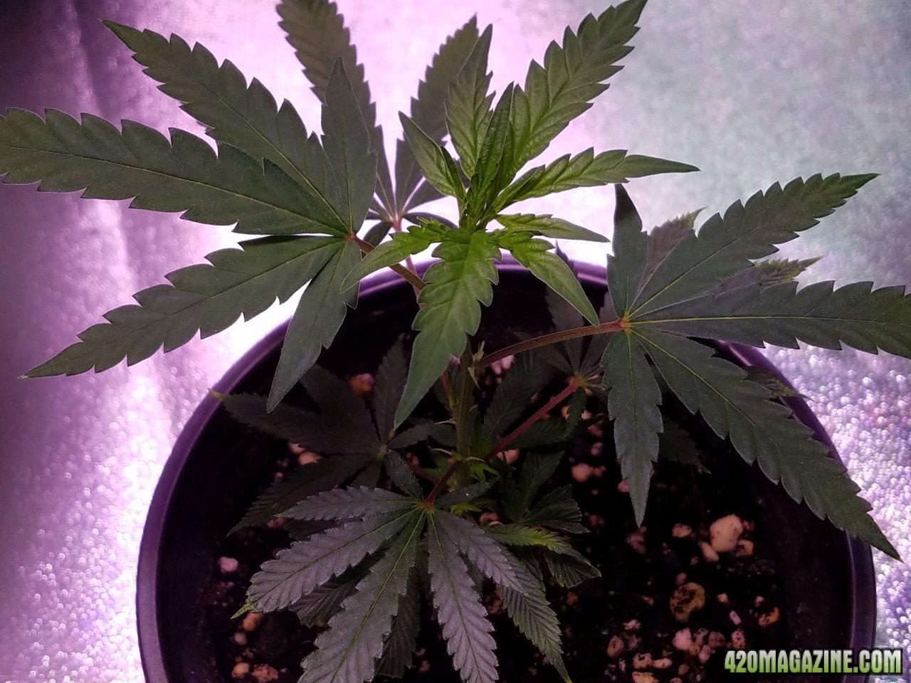 060418 Tangie x Ghost Train Haze Clone Day 25 3.jpg