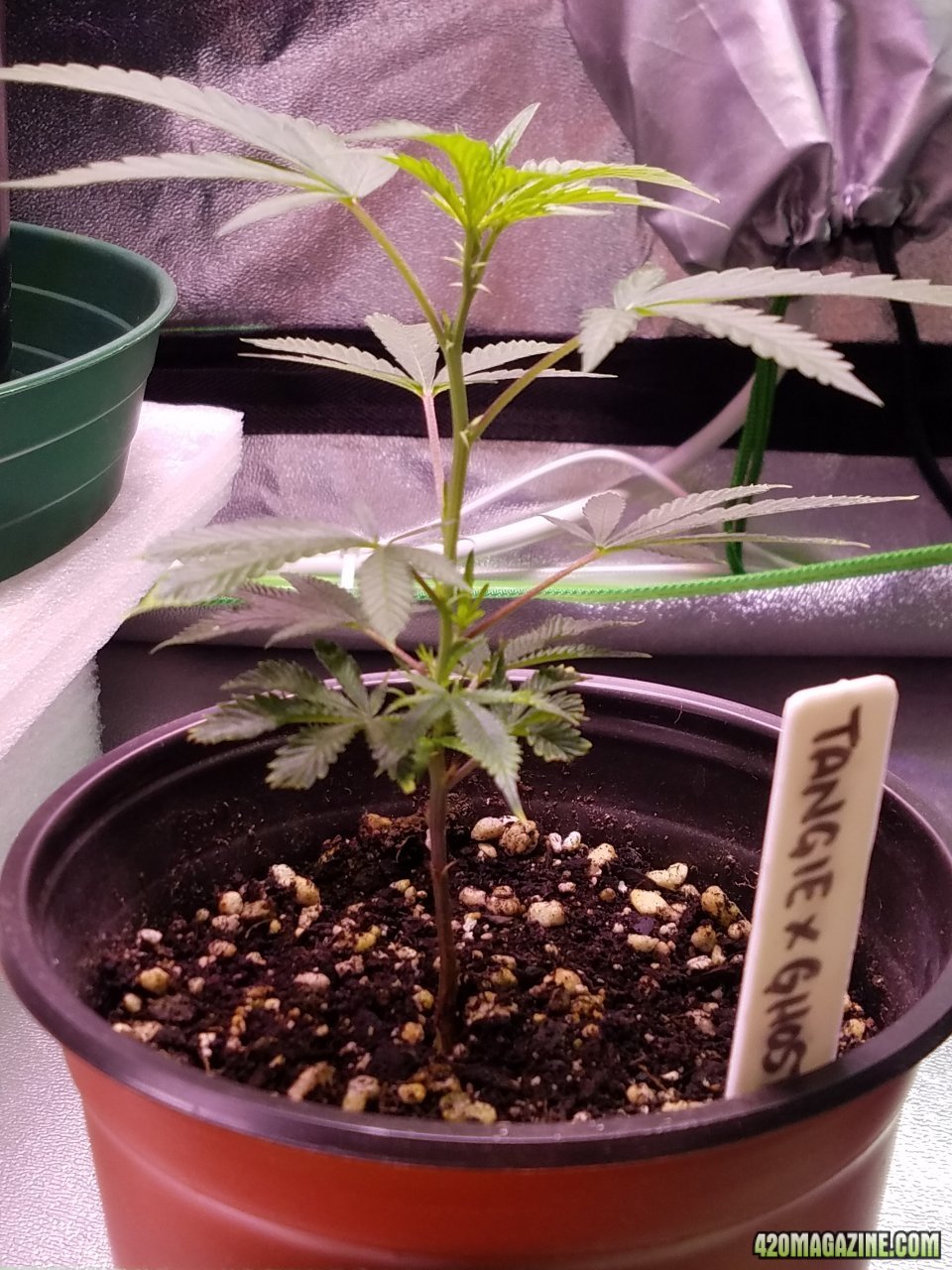 060418 Tangie x Ghost Train Haze Clone Day 25 4.jpg