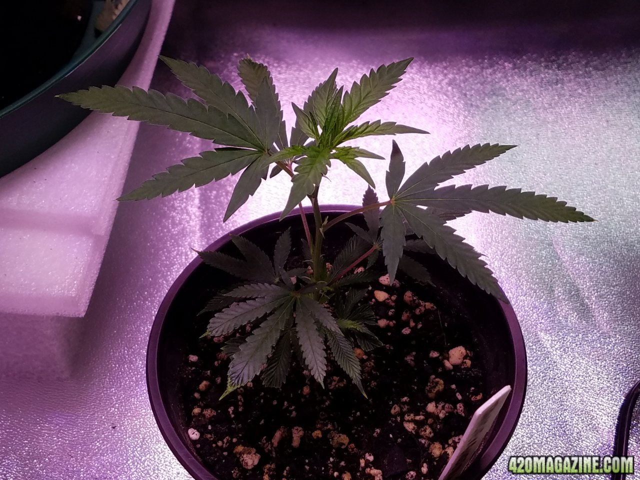 060418 Tangie x Ghost Train Haze Clone Day 25 5.jpg