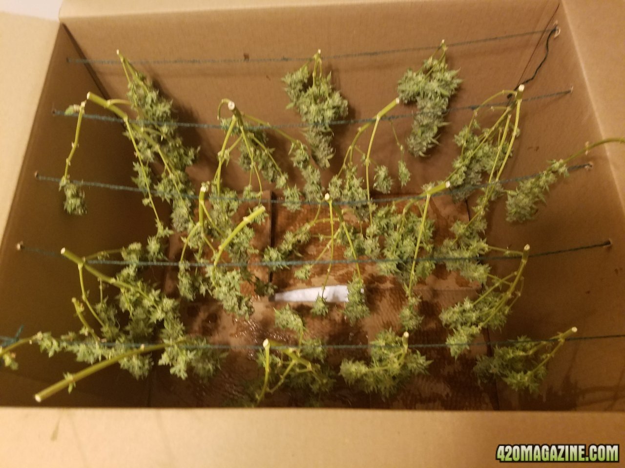 060518 Jack Herer Auto Harvest 4.jpg