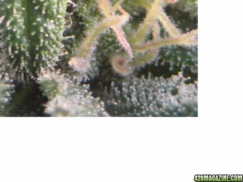 060708trichomes