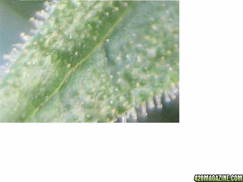 060708trichomes