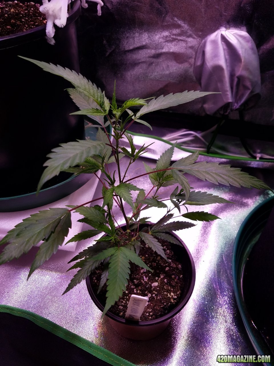 061118 Black Cherry Punch Clone Day 32 1.jpg