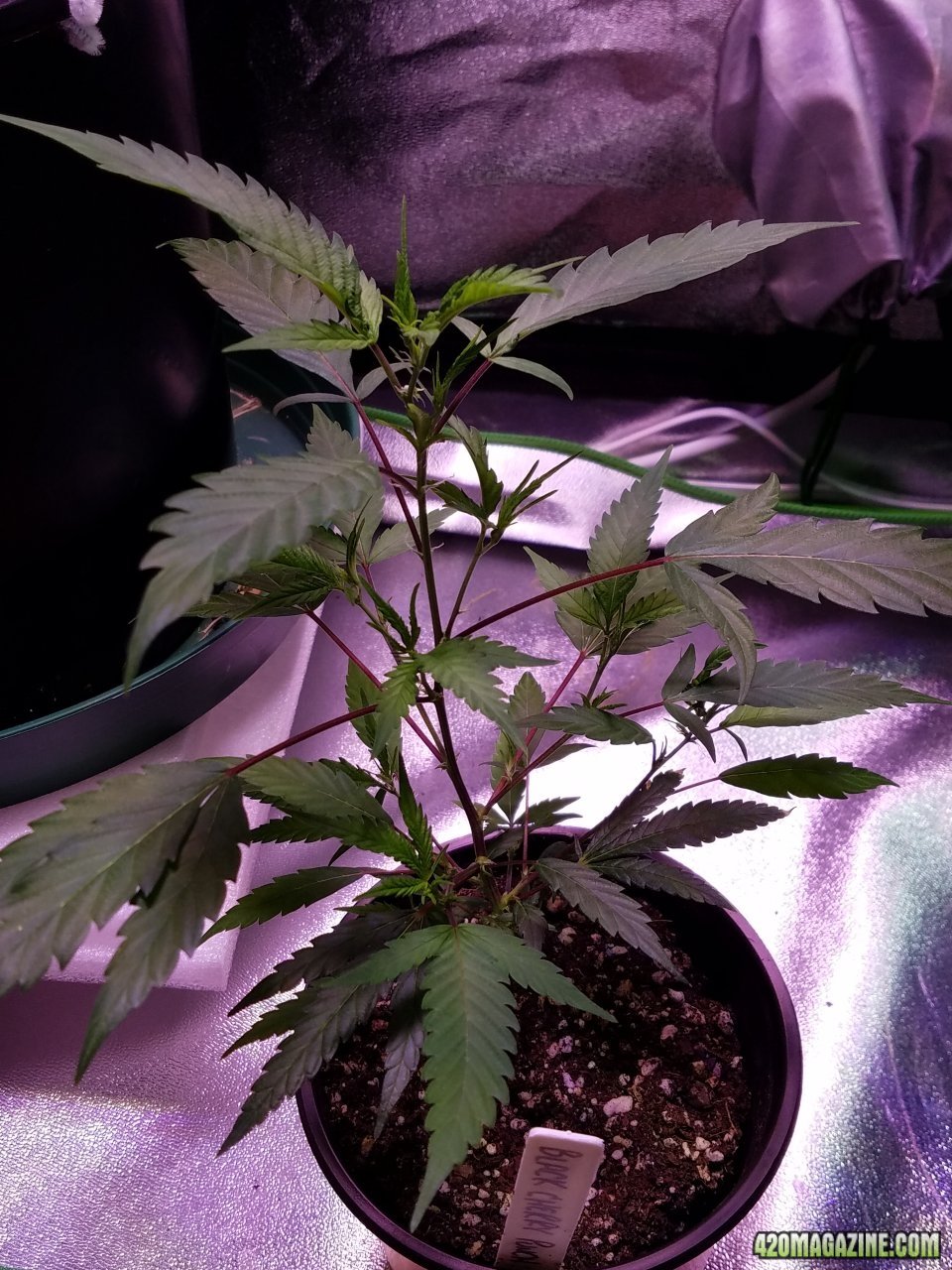 061118 Black Cherry Punch Clone Day 32 2.jpg